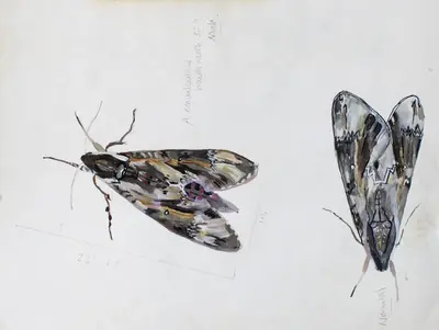 Convolvulus Hawk Moth